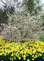 Amelanchier canadensis - sous-planté de Narcisse 'St Patricks Day'
