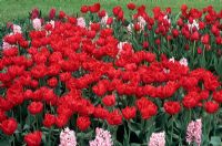 Tulipe 'Carlton' aux jacinthes