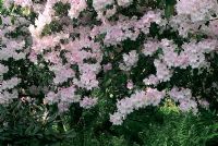 Rhododendron loderi 'Topaze rose'