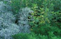 Artemisia arborescens, Santolina chamaecyparissus 'Small Ness' et Artemisia vulgaris 'Oriental Limelight ' en juin