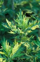 Artemisia vulgarii 'Oriental Limelight' en juin