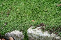 Soleirolia - Occupez-vous de votre entreprise en tant que couvre-sol à l'ombre avec bordure de bloc de granit à Pine Lodge Gardens près de St Austell