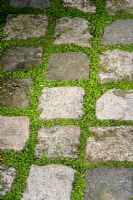 Soleirolia - Occupez-vous de vos affaires entre le pavage en blocs de granit dans le jardin japonais de Pine Lodge Gardens près de St. Austell