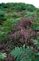 Calluna vulgaris et Erica tetralix - Heather Cross-leaved