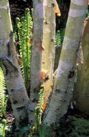 Betula utilis var jacquemontii avec une nouvelle croissance printanière d'Asplenium scolopendrium - Fougères