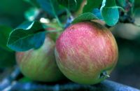 Malus 'Red Falstaff' - Pommes poussant sur l'arbre en septembre