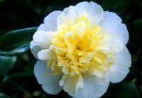 Camellia x williamsii 'Jurys Yellow' fleurit en mars