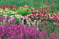 Parterre d'été avec Stachys moniere 'Hummelo', Echinacea 'Rubinglow, Echinacea' Green Edge ' et Molinia 'Paul Petersen' RHS Gardens Wisley à Surrey, juillet