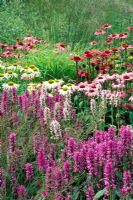 Parterre d'été avec Stachys moniere 'Hummelo', Echinacea 'Rubinglow', Echinacea 'Green Edge' et Molinia 'Paul Petersen' RHS Gardens Wisley à Surrey, juillet