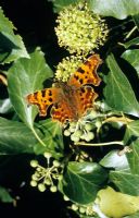 Papillon virgule sur Hedera - Fleur de lierre