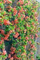 Chaenomeles CV - Coing ornemental formé sur ossature métallique sur mur