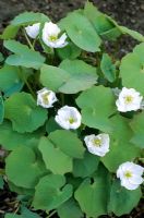 Jeffersonia dubia 'Alba'