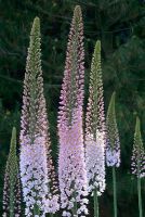 Eremurus robustus fleurit en juin