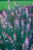 Linaria purpurea 'Canon Went' - Crapaud pourpre