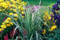 Miscanthus sinensis 'Cabaret' en parterre coloré en juillet