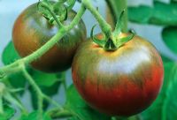 Lycopersicon esculentum - Tomate 'Black Russian' en septembre