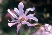 Magnolia x loebneri 'Leonard Messel' fleurit en mars