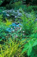 Parterre d'été vert avec Rodgersia podophylla, Carex elata Bowles, Osmunda regalis, Hosta Halcyon et Geranium macrorrhizum Album en juin