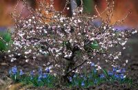 Prunus incisa 'Kojo-No-Mai' - Cerise Fuji sous-plantée de Muscari azureum - Jacinthe de raisin