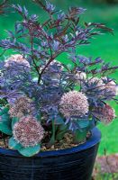 Pot d'été avec Sambucus nigra 'Black Lace' - Black Elder et Allium karataviense - Ornamental Onion