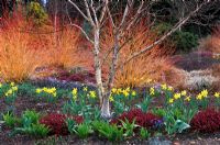 Le jardin d'hiver à Bressingham Gardens, Norfolk. Betula apoiensis Mount Apoi avec Erica x darleyensis Kramer's Rote, bulbes de printemps et Cornus sanguinea Midwinter Fire à la fin de l'hiver.
