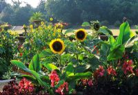 Helianthus annuus et Canna iridiflora