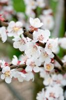 Prunus - Fleur d'abricot 'Donceur'