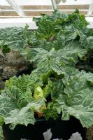 Rheum rhaponticum 'Caywood Delight' - rhubarbe. Pot cultivé en chambre froide et prêt à être mis en terre