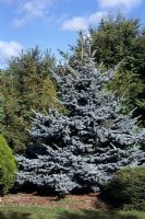 Picea pungens 'Glauca Prostrata'
