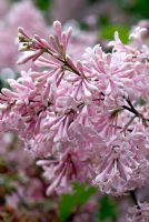 Syringa x josiflexa 'Bellicent' fleurit en juin
