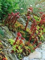 Sempervivums poussant dans un mur de pierres sèches basses dans un jardin côtier sec et venteux. Juillet.