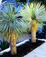 Yuccas matures sous-plantés de Mondo