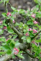 Malus 'Rosemary Russet' - Pommier enjambeur en bouton au printemps