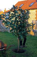 Replantation de Magnolia grandiflora bondé. Étape 5 sur 6. Arborescence de positionnement