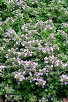 Thymus serpyllum 'Russetings' fleurit en juin
