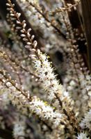 Cordyline australis