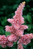 Astilbe x arendsii 'Zuster Theresa'