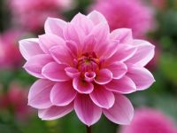 Dahlia 'Perle d'Heemstede'