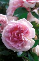 Rosa 'Blairii Number Two' fleurit en juin