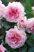 Rosa 'Blairii Number Two' fleurit en juin