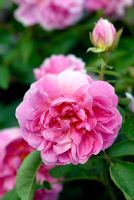 Rosa The Countryman 'Ausman' fleurit en juin