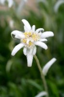 Leontopodium alpinum 'Mignon' - Edelweiss