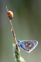 Papillon bleu commun et coccinelle sur tige d'herbe