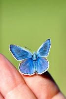 Papillon bleu commun sur place