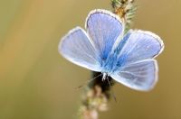 Papillon bleu commun se desséchant sur la tige de l'herbe