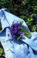 Viola riviniana bouquet de chien commun violet sauvage couché sur une veste bleu pâle