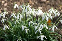 Galanthus 'Prior Park Hybrid', perce-neige Richard Ayres 'Garden, Lode, Cambridgeshire mars
