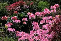 Rhododendron prinophyllum 'Marie Hoffman'