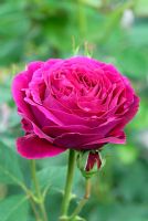 Rosa Falstaff 'Ausverse' fleurit en juin