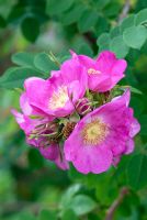 Rosa forrestiana fleurit en juin